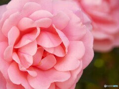 チョイ古カメラで～Ⅱ