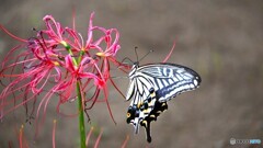 彼岸最後の蜜かも、、、。