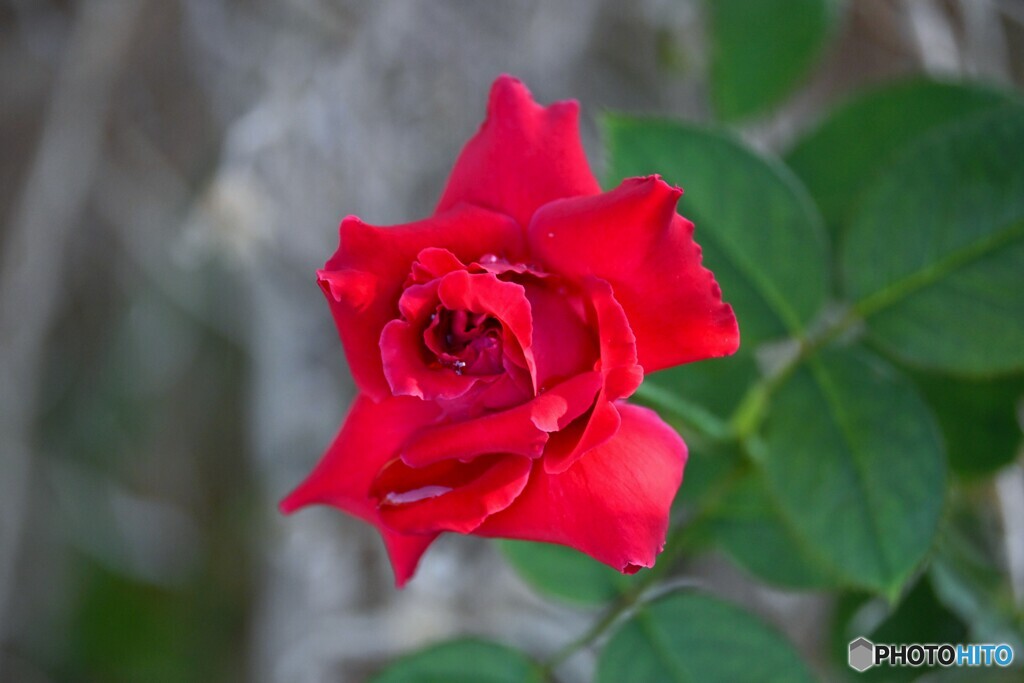 夏の薔薇の花