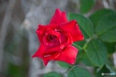夏の薔薇の花