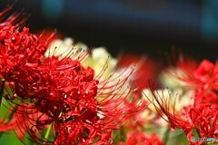 神無月の彼岸花～ⅻ