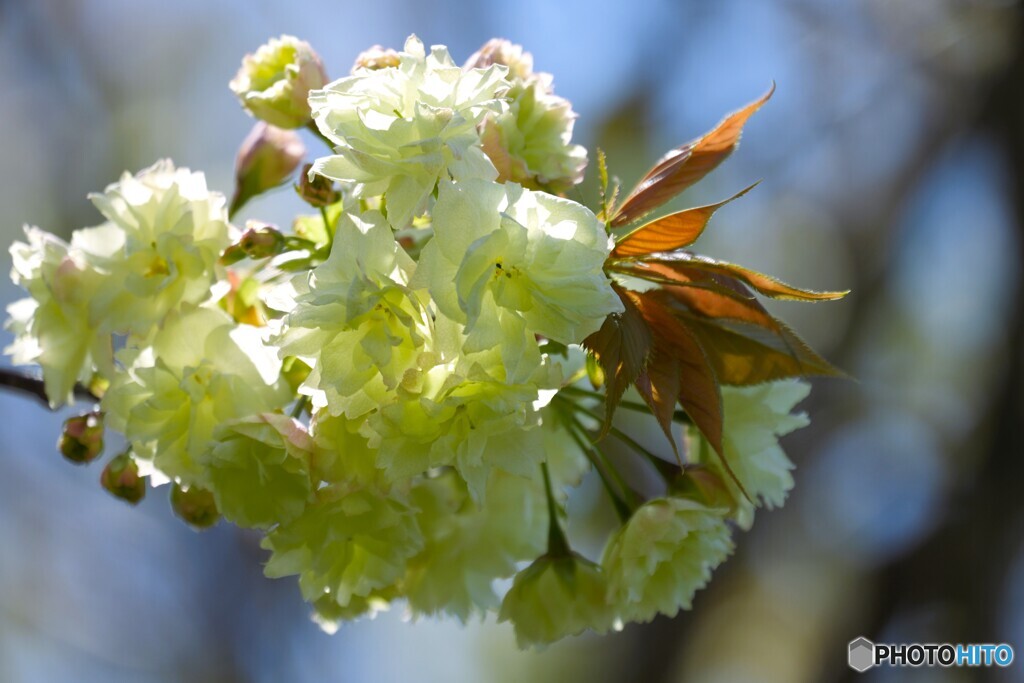 卯月の桜～ⅺ