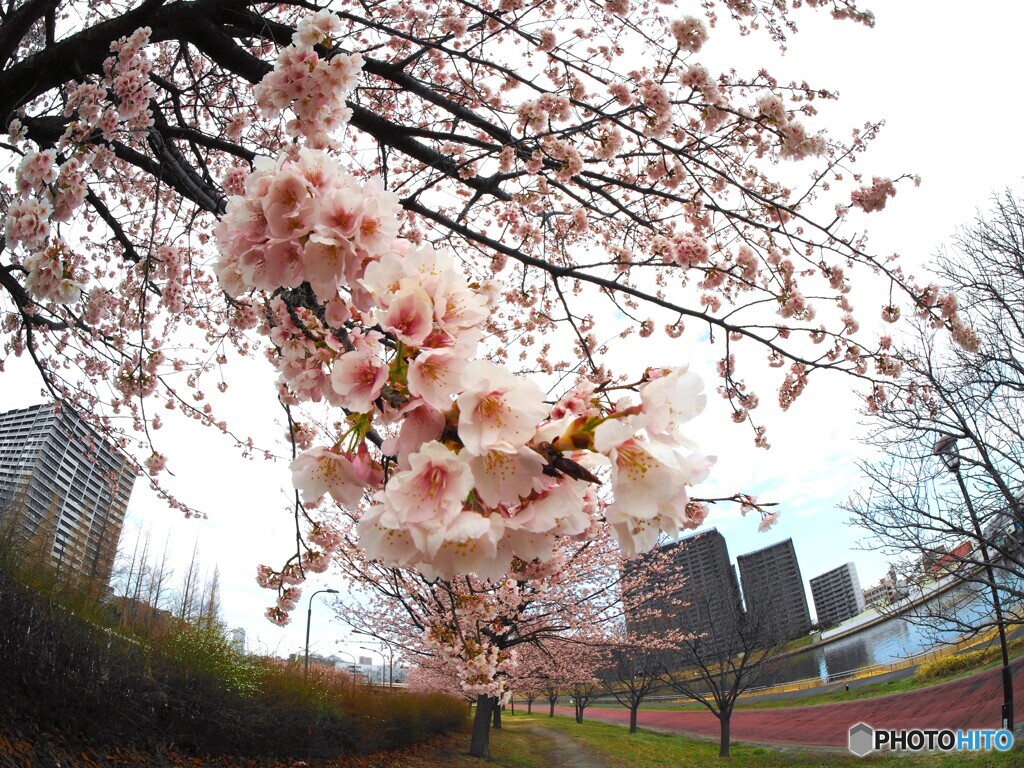 弥生の桜～xxv