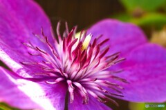 ベランダで咲く花