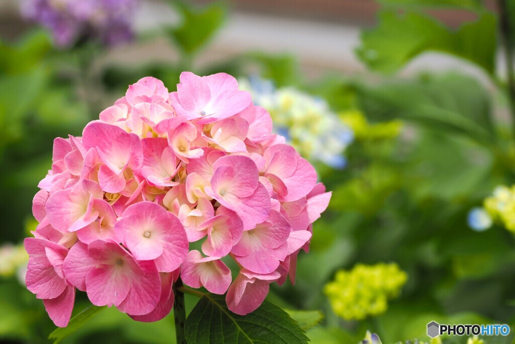 梅雨時の華～ⅺ