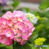 梅雨時の華～ⅺ