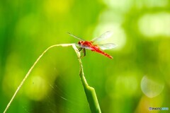 夏休み中の生物園～ⅻ