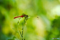 蝶の里公園～ⅺ