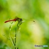 蝶の里公園～ⅺ