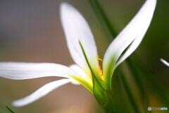 純白な愛～②