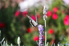 歓喜のナミアゲハ