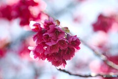 寒緋桜の顏