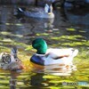 マガモの夫婦