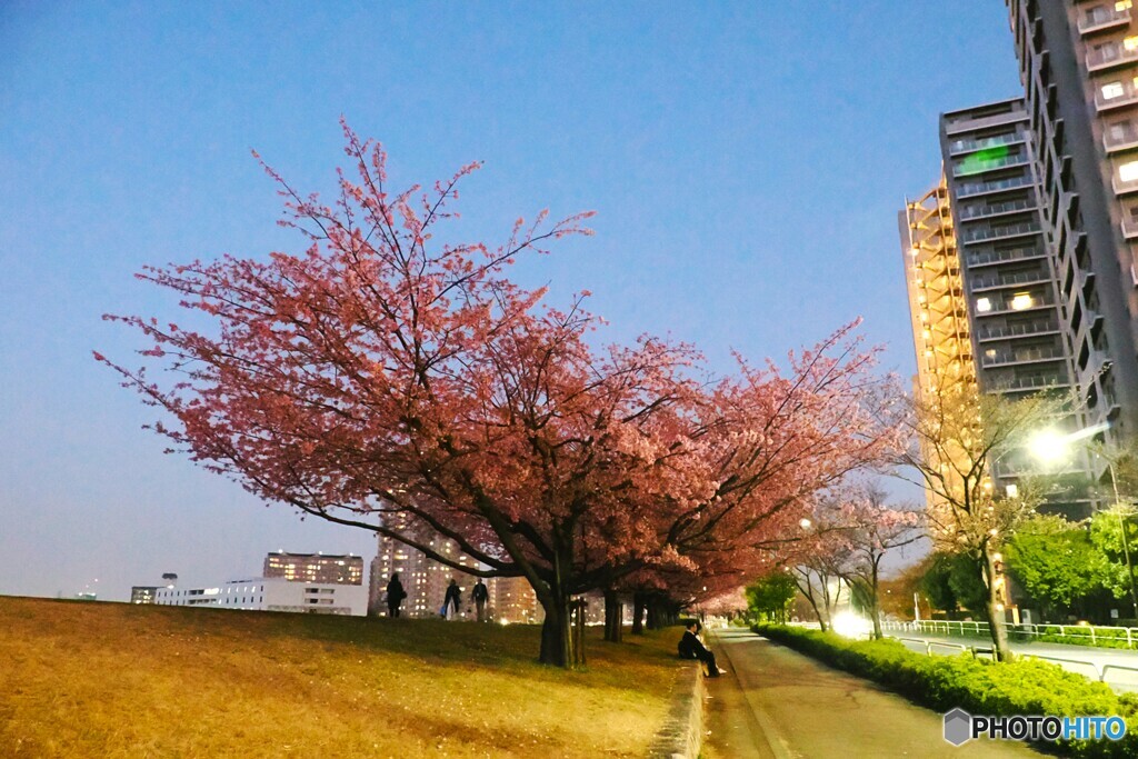 汐入夜桜