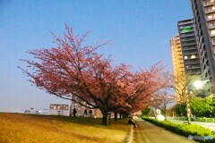 汐入夜桜
