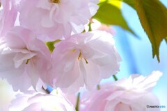 卯月の桜～xv