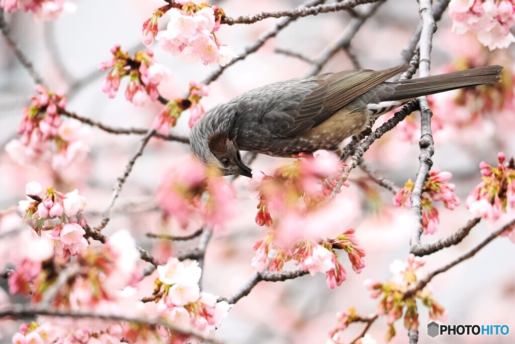 桜通り～ⅳ