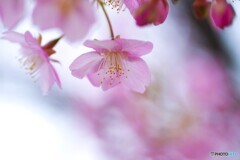 如月の桜～ⅵ