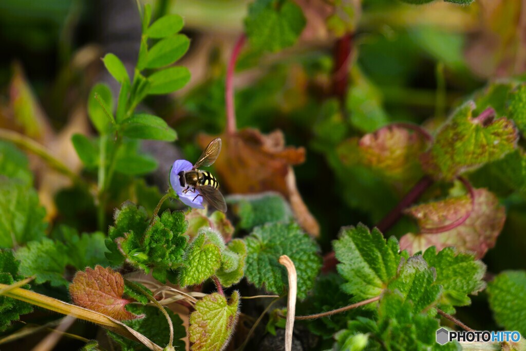 蜜にありつけた～