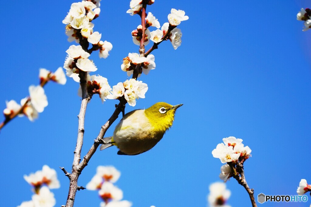昨日のウメジロー達