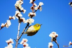 昨日のウメジロー達
