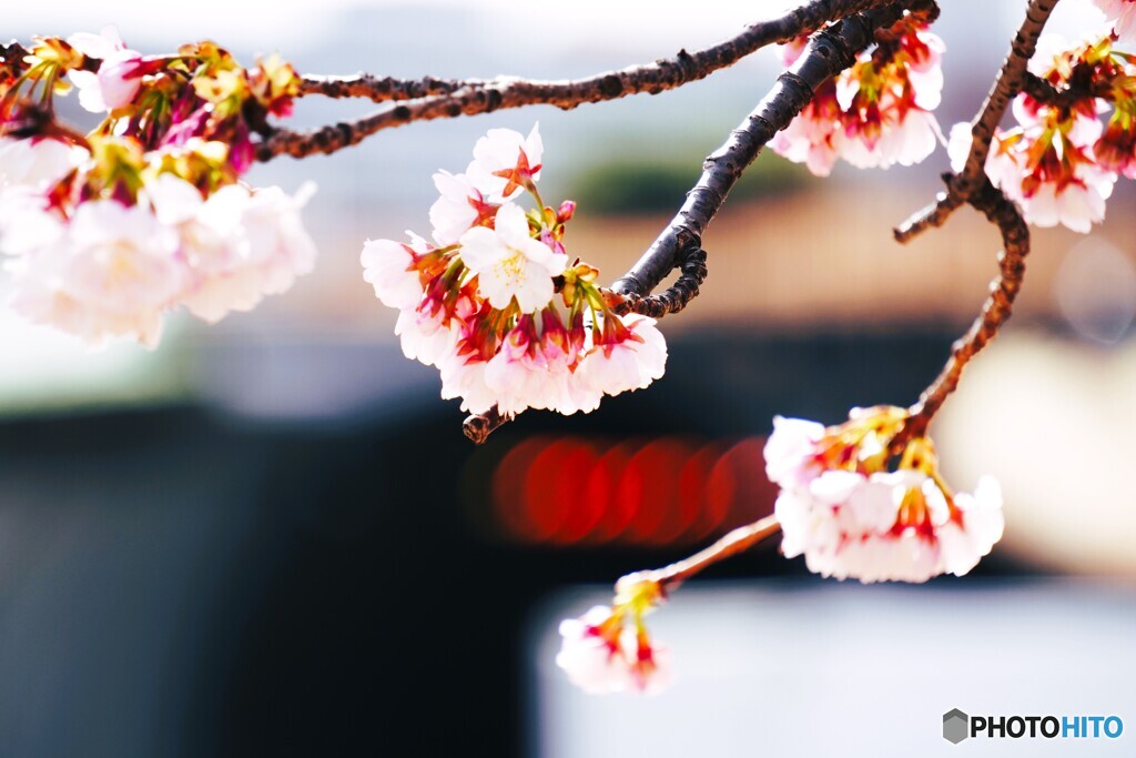 弥生の桜～xiii