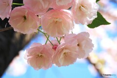 汐入一葉