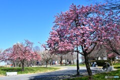 汐入河津桜～ⅷ