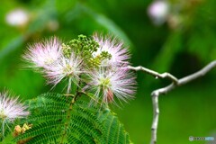 向島百花園～ⅲ
