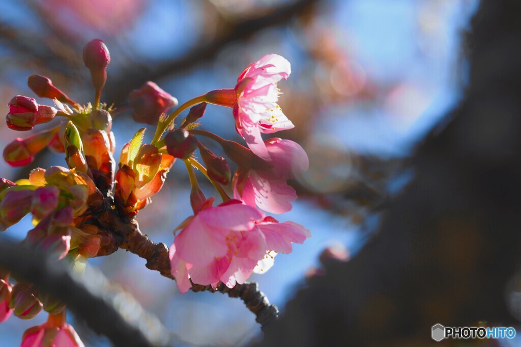 汐入河津桜～ⅵ