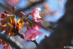 汐入河津桜～ⅵ