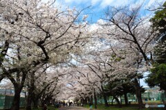 東白髭公園の桜