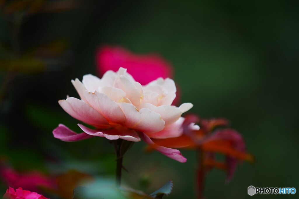 旧古川庭園の秋薔薇～ⅶ