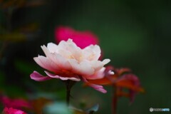 旧古川庭園の秋薔薇～ⅶ