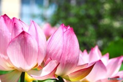堀之内、大賀蓮の季節～ⅳ