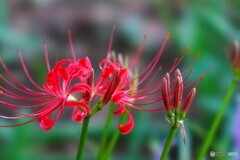 秋が来そう～ⅲ