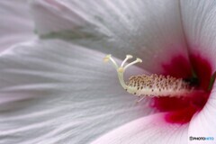 タイタンの蕊