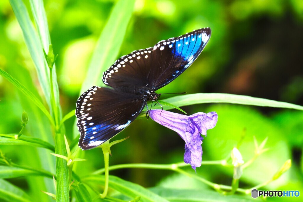 夏休み中の生物園