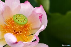 堀之内公園の大賀蓮～ⅸ