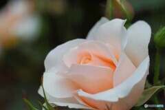 春薔薇の旧古河庭園～終わり