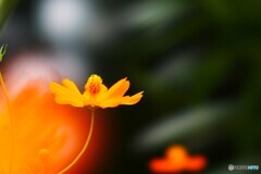 秋の扉～ⅰ