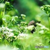 蝶の里公園～xvi