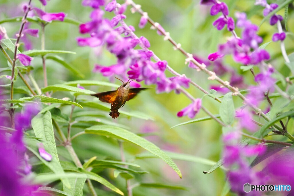 ホシホージャク好み