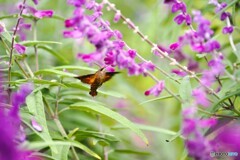 ホシホージャク好み