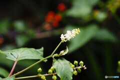 数珠珊瑚の花