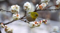 白梅にメジロ