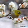 白梅にメジロ