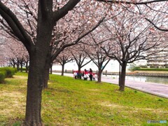 弥生の桜～xxvii