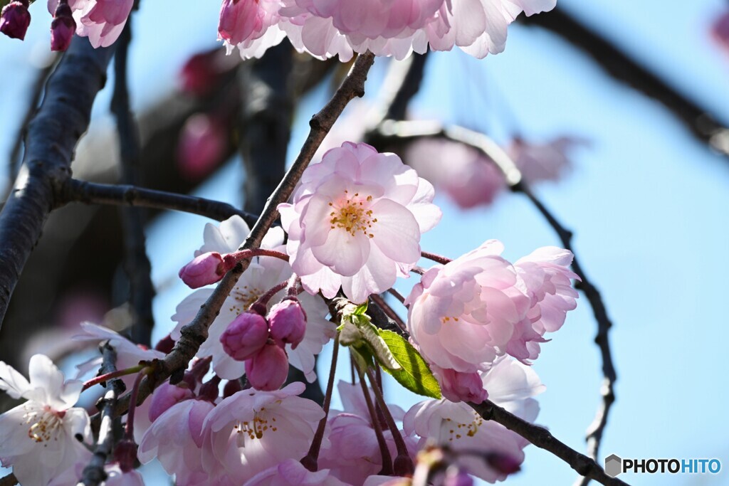汐入枝垂れ桜～ⅱ