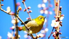 ウメジロー①